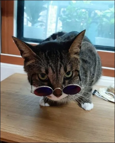 À qui appartient Dori ?