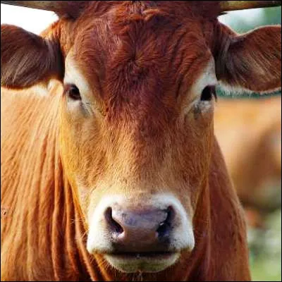 Quelle est cette race de vache à viande à la robe froment vif ?