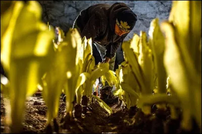 Fait danser les enfants, c'est la...