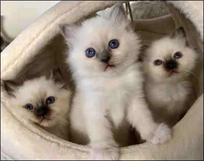 Quelle est la race du chaton en photo ?