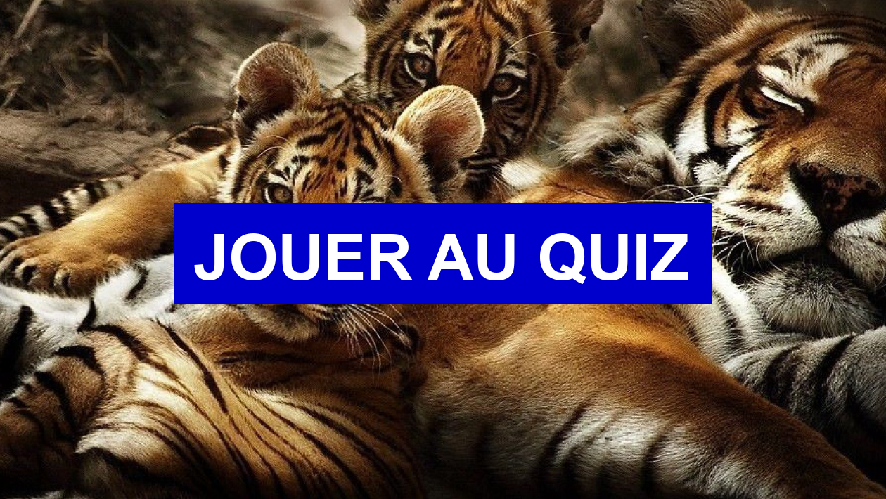 Test de personnalité Quel est ton animal totem