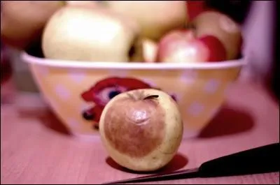 Une pomme qui prsente des meurtrissures ne doit pas tre consomme, Ces empreintes brunes constituent le terrain pour l'apparition de moisissures qui se rvlent cancrigne.