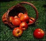 Est-ce qu'il y a une diffrence directement lie  la sant entre la consommation d'une pomme recouverte de cire naturelle et celle recouverte de cire artificielle ?