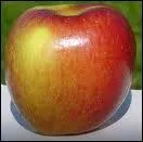 Quel est le nom de cette varit de pomme ?
