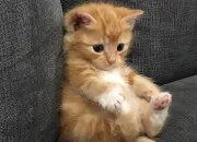 Test  quel chat ressembles-tu ?