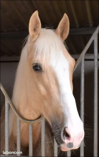 Quelle est la robe de ce cheval ?