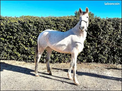 Un cheval gris a la peau...