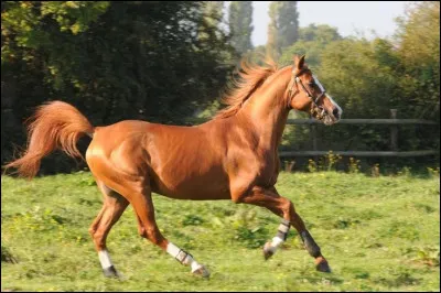 Quelle est la robe de ce cheval ?