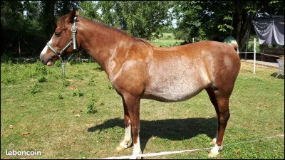 Quelle est la robe de ce cheval ?