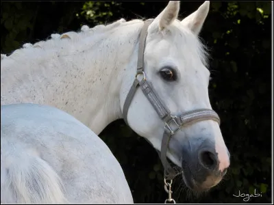 Quelle est la robe de ce cheval ?