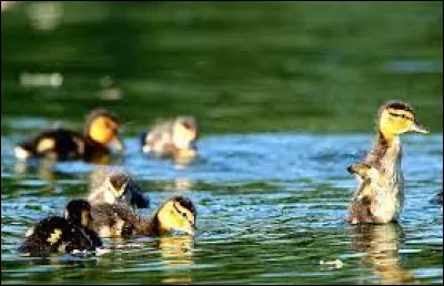 Si l'on parle des mots "Armes" et "Violence" et "Haine"