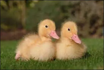 Si l'on parle de l'absence de bas de soie...