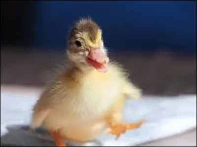 Si l'on parle d'Argus et d'une certaine queue déployée...