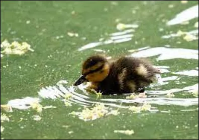 Si l'on parle d'un certain "Pongo"...