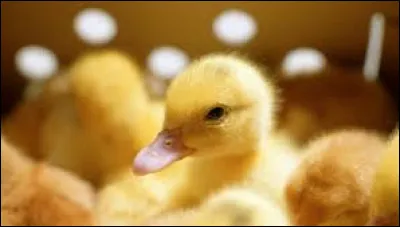 Si l'on parle d'un certain "Hollande"...