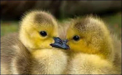 Si l'on parle d'un certain poème et de Natalie Wood et Warren Beatty s'aimant...