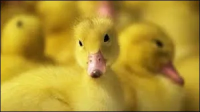 Si l'on parle de la chanteuse populaire Rika Zaraï...