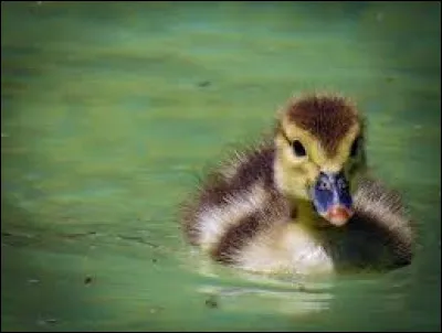 Si l'on parle d'une certaine "solitude" littéraire...