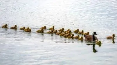 Si l'on parle d'un certain mode de 1791...