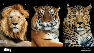 Quel est ton animal préféré ?