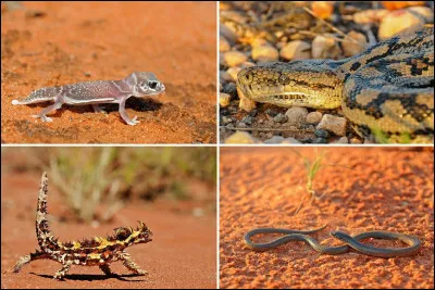 Quelle sorte d’animaux préfères-tu ?