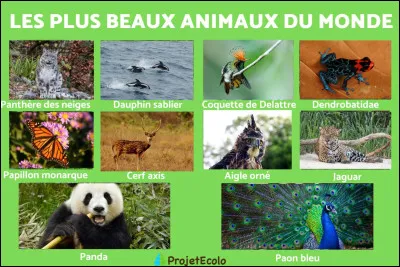 Quel est ton animal pr&eacute;f&eacute;r&eacute; ?