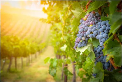 En plus du triple sec, quel alcool entre dans la composition du cocktail White Lady ?