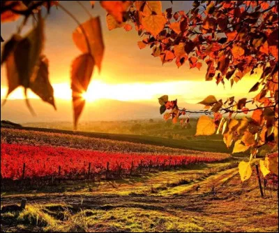 Pour fabriquer du saké, il faut de l'eau, du riz et ...