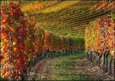 À New York, qu'est-ce que "l'egg cream" ?