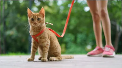 Préfères-tu être un chat domestique ou un chat sauvage ?