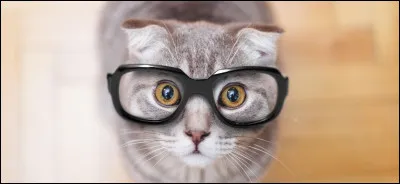 Un chat est-il intelligent ?