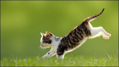 Un chat retombe-t-il toujours sur ses pattes ?