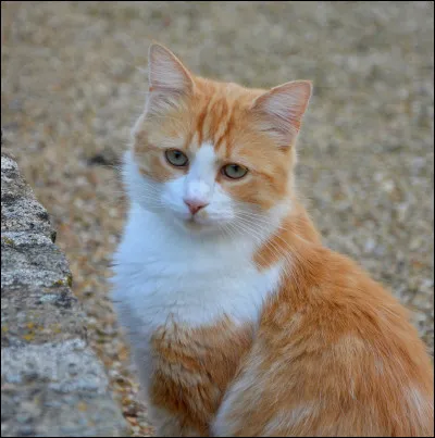 De quelle famille le chat fait-il partie ?