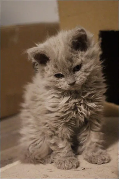 Comment sappelle le petit du chat ?