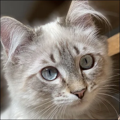 Masculin : un chat
Féminin : une 