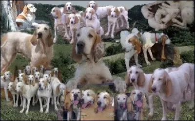 Que faisait-on avec de la derle ?