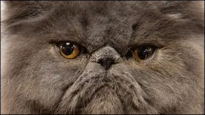 Complétez : À ces _______, le corbeau ne se sent pas de joie.