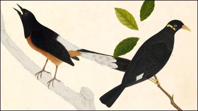 Complétez : Il ouvre un large ______, laisse tomber sa proie.