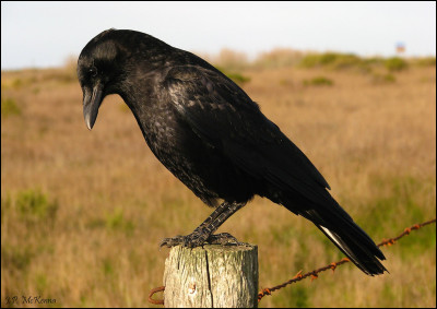 Compétez : Maître corbeau, sur un _________ perché,