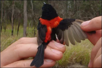 Complétez : _______ mentir, si votre ramage