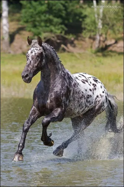 Ce cheval a une robe