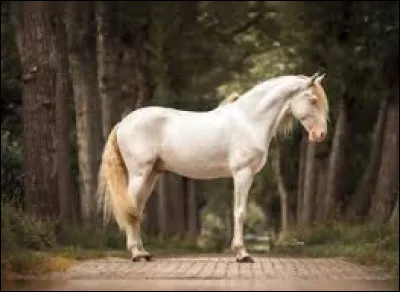 Ce cheval a une robe