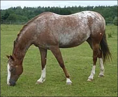 Ce cheval a une robe