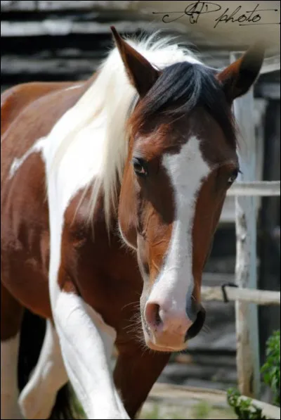 Et enfin, ce cheval a une robe