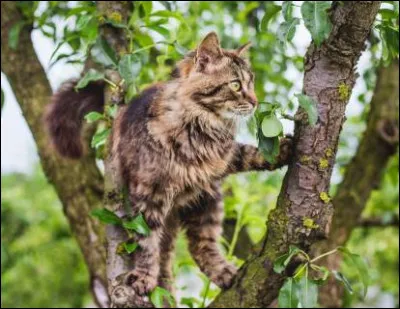 Tu vois un chat coincé dans un arbre et qui peut tomber à tout moment, que fais-tu ?