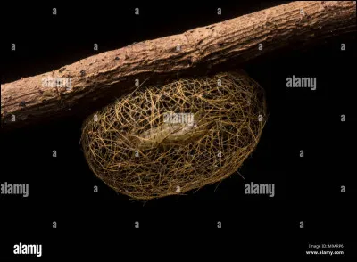 Pendant combien de temps les chenilles restent-elles dans leurs cocons ?