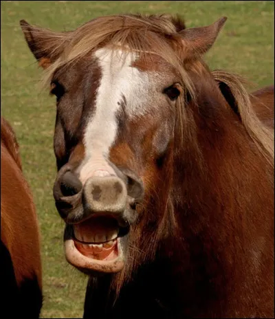Comment est le cheval ?