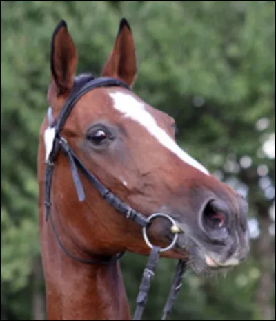 Que ressent ce cheval ?