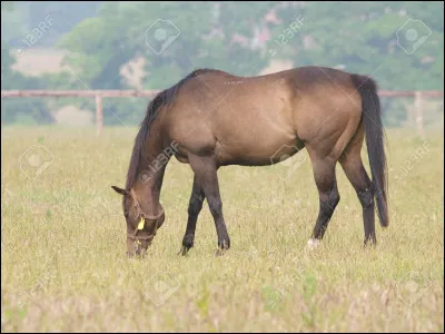 Que font ces chevaux ?