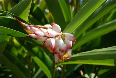 Laquelle de ces fleurs se nomme l'oiseau du paradis ?